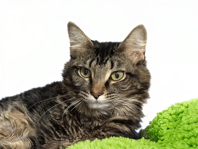 Marshal