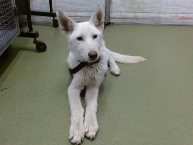 Med Waiver Snowy
