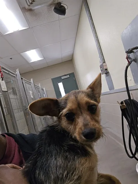 Adoptable Dog