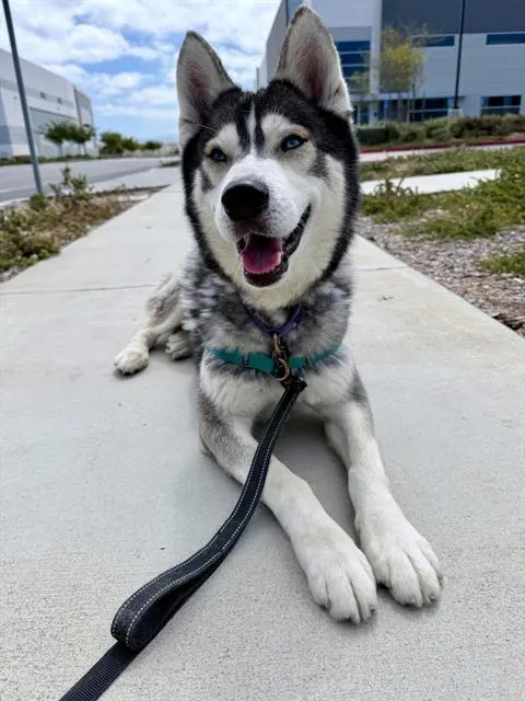 Kodiak