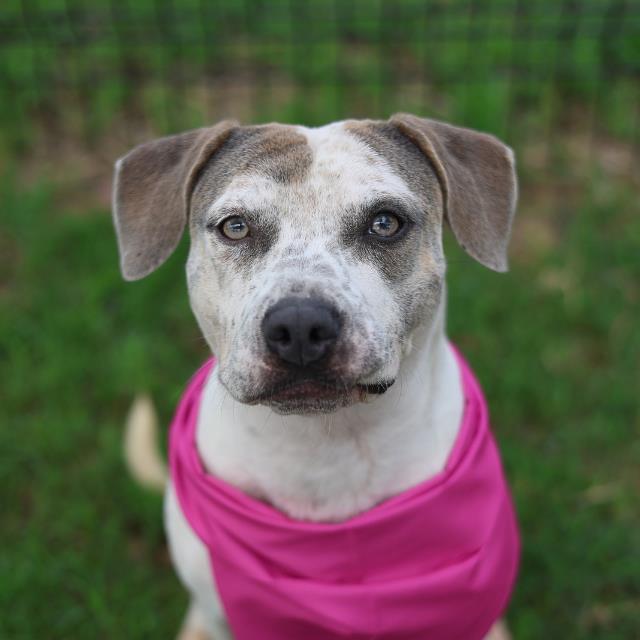 Rosita