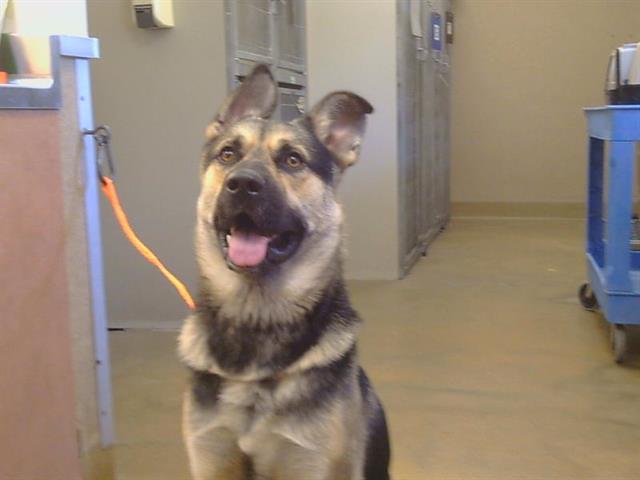 Adoptable Dog