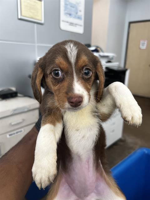 Bella