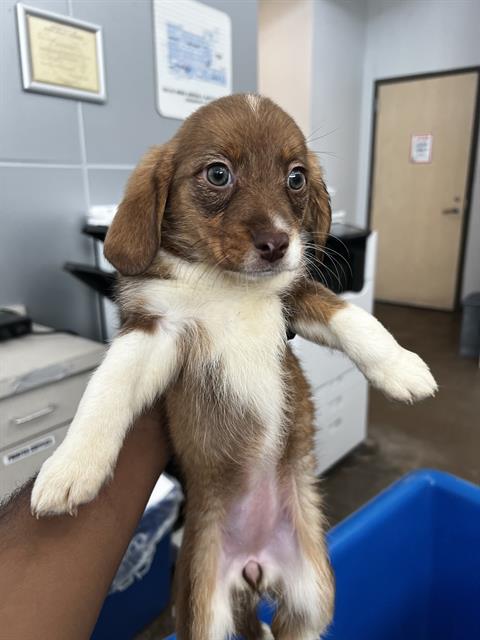 Daisy