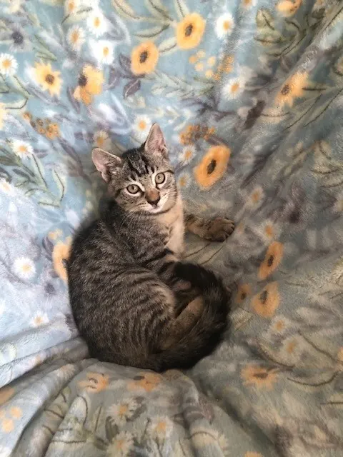 Gino