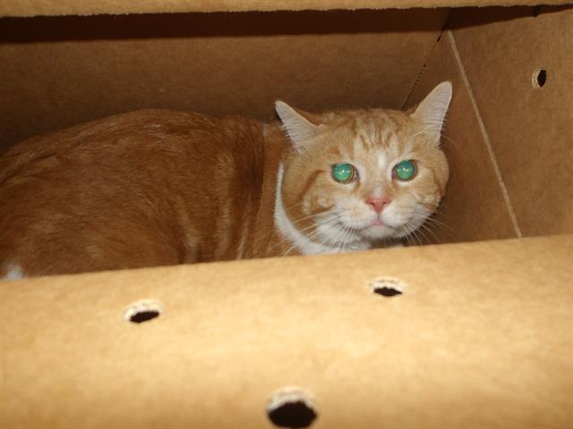Adoptable Cat