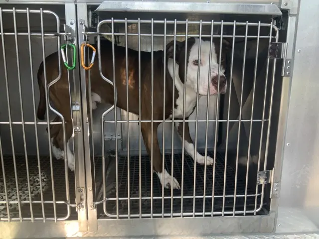 Adoptable Dog