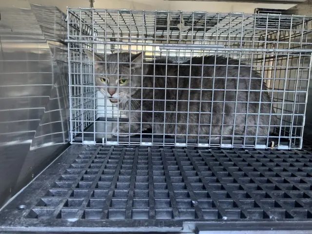 Adoptable Cat