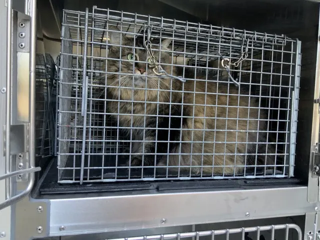 Adoptable Cat