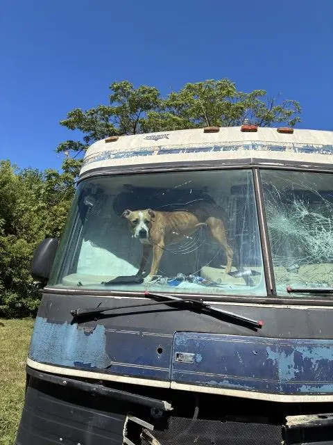 Adoptable Dog