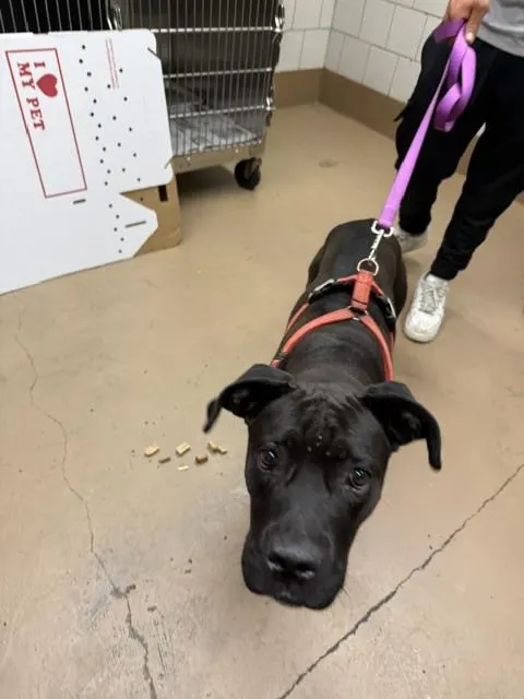 Adoptable Dog