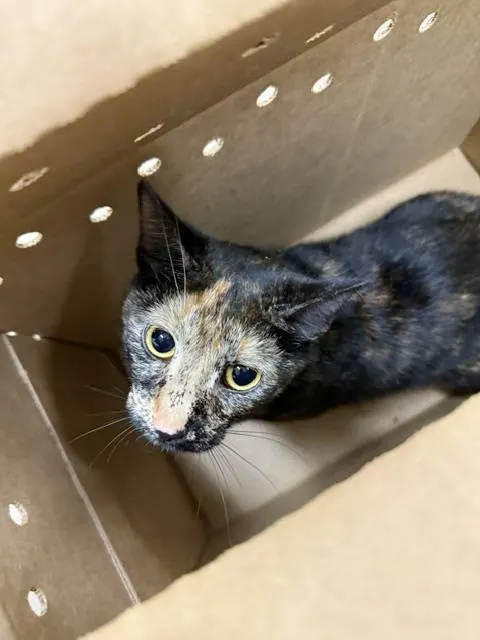 Adoptable Cat