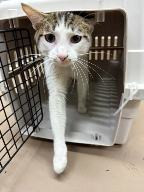 Adoptable Cat