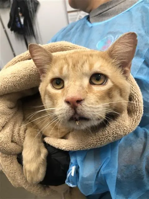 Adoptable Cat