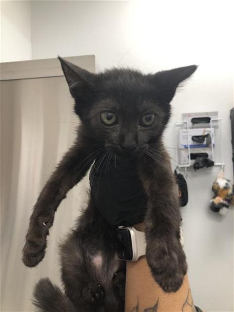 Adoptable Cat