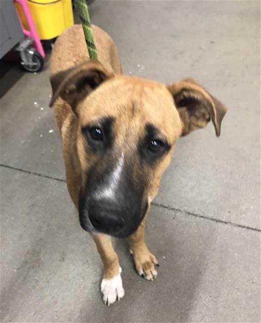 Adoptable Dog