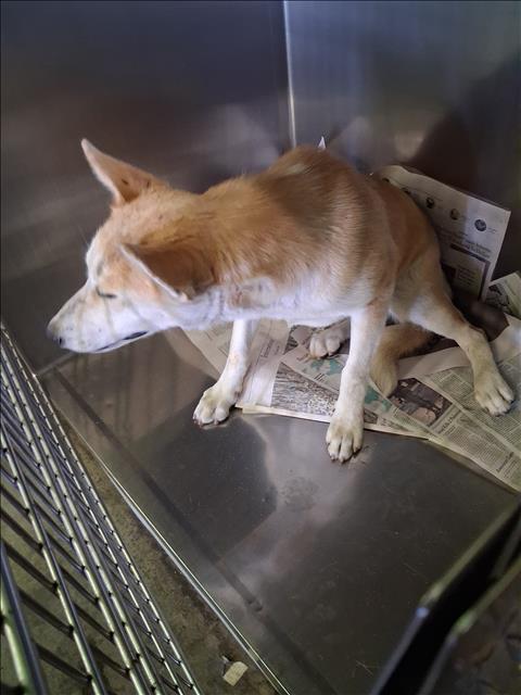 Adoptable Dog