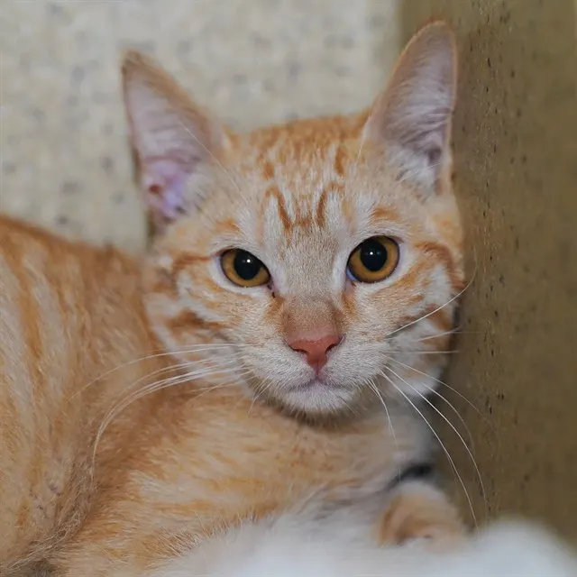 *Barn Cat*Reginald