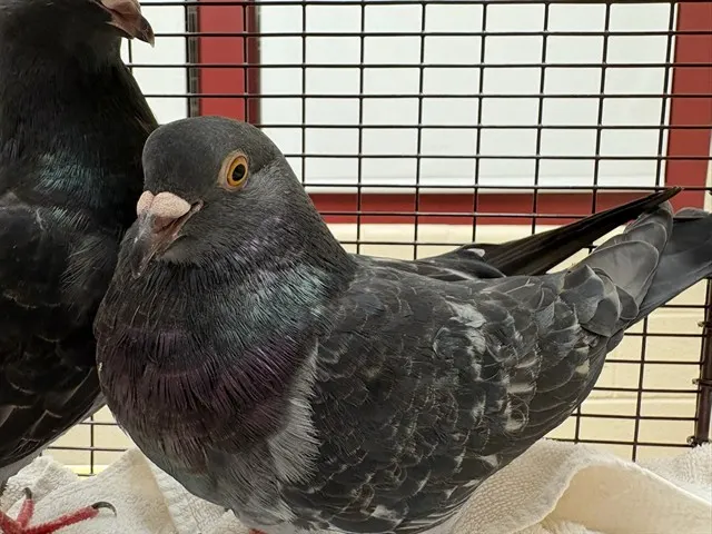 Silky