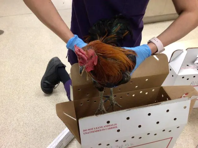 Adoptable Bird