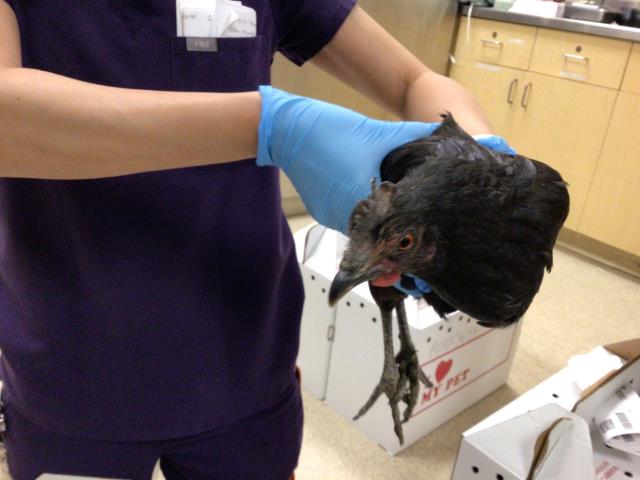 Adoptable Bird