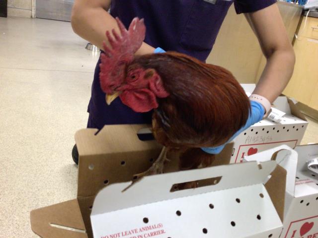 Adoptable Bird