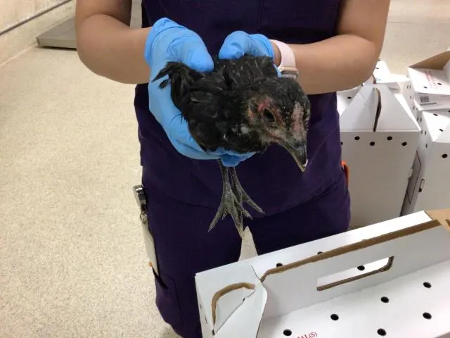 Adoptable Bird