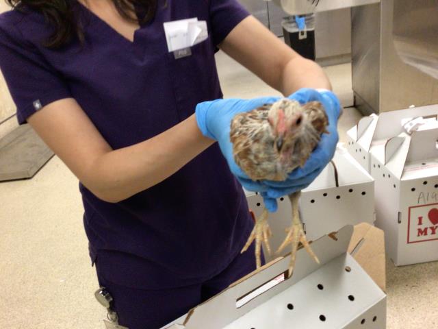 Adoptable Bird