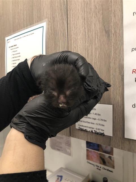 Adoptable Cat