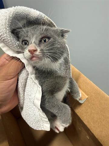 Adoptable Cat
