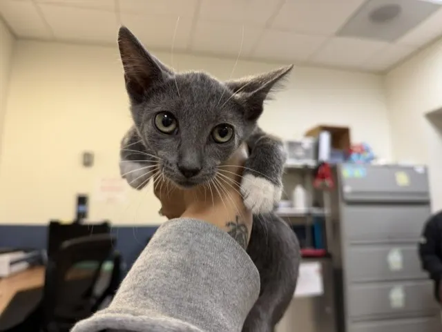 Loki