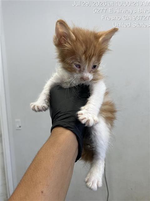 Adoptable Cat