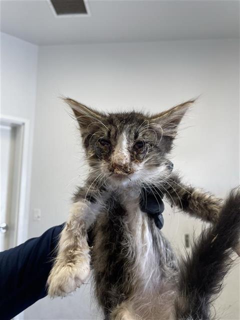 Adoptable Cat
