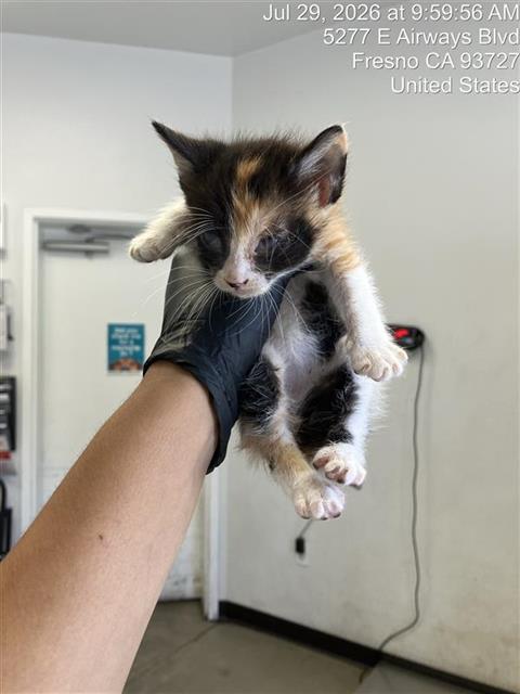 Adoptable Cat