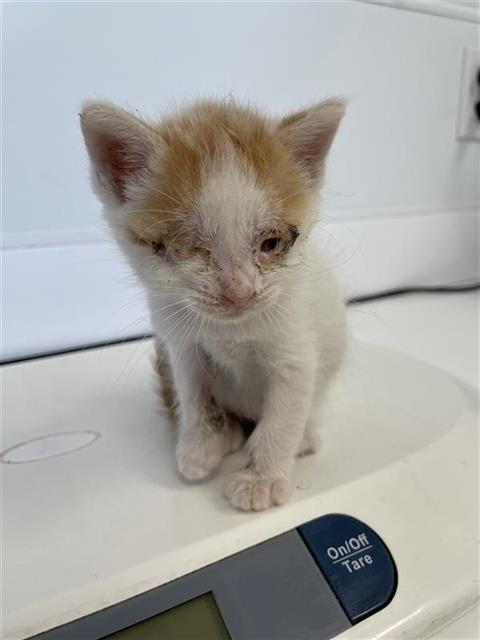 Adoptable Cat