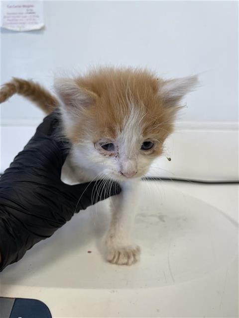 Adoptable Cat