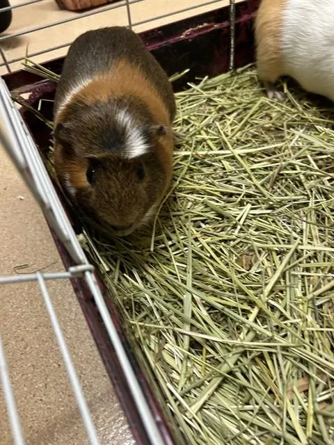Rusty