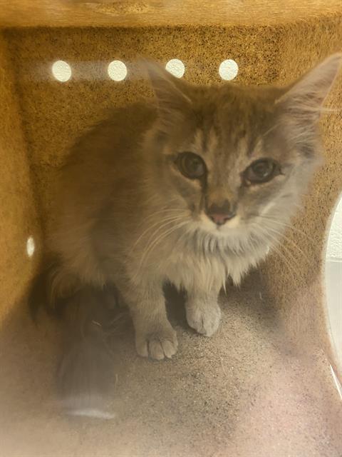 Adoptable Cat