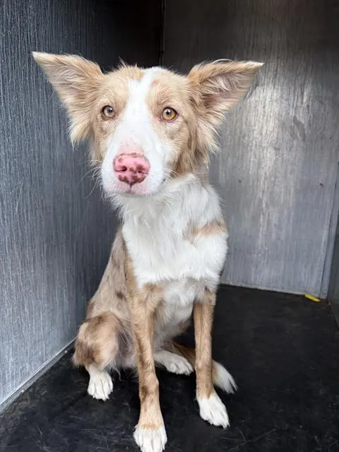 Adoptable Dog