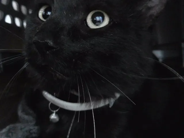 Monocle