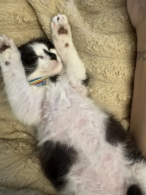 Oreo