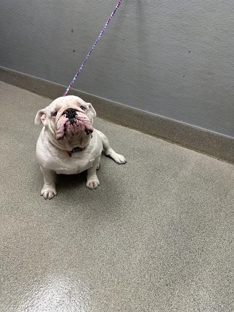 Bruno