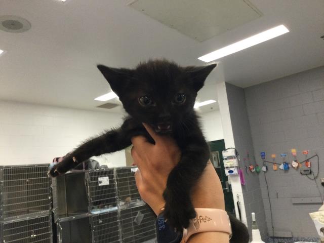 Adoptable Cat