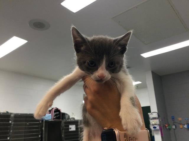 Adoptable Cat