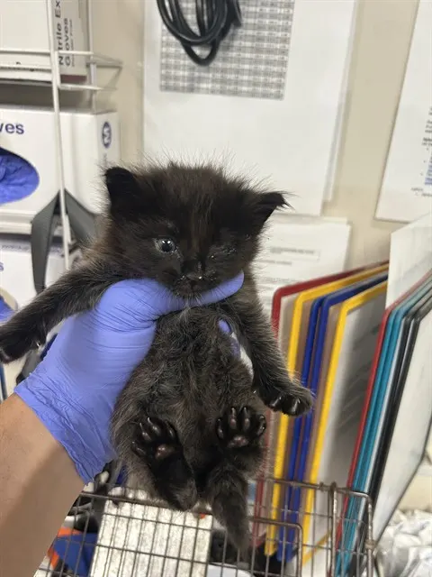 Adoptable Cat