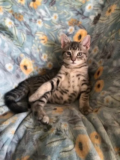 Vinnie