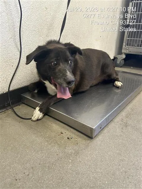 Adoptable Dog