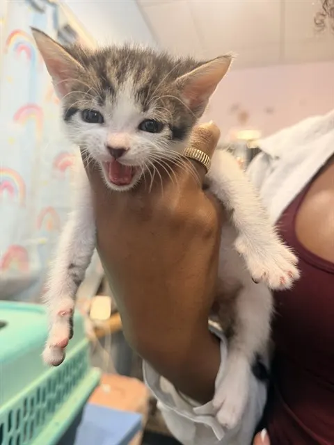 Adoptable Cat
