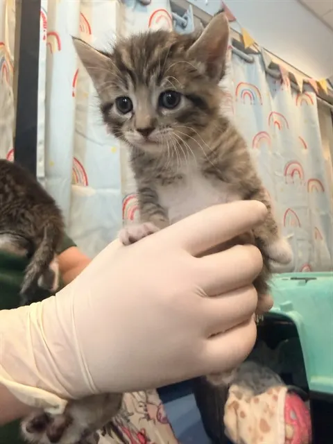 Adoptable Cat