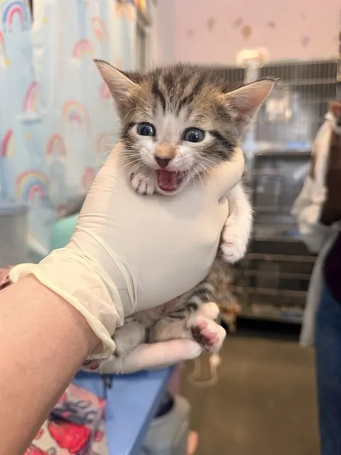 Adoptable Cat